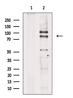 Invitrogen Cyclin T1 Polyclonal Antibody 100 &mu;L; Unconjugated:Antibodies,