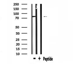 Invitrogen CD2AP Polyclonal Antibody 100 &mu;L; Unconjugated:Antibodies,