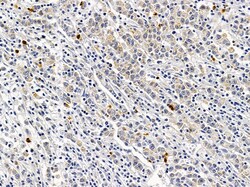 Invitrogen CD48 Polyclonal Antibody 100 μL; Unconjugated:Antibodies,