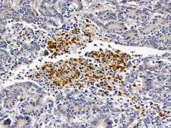 Invitrogen CD48 Polyclonal Antibody 100 μL; Unconjugated:Antibodies,