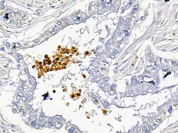 Invitrogen CD48 Polyclonal Antibody 100 μL; Unconjugated:Antibodies,