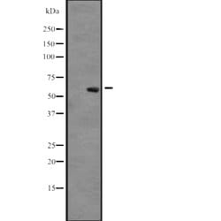 Invitrogen CLK3 Polyclonal Antibody 100 &mu;L; Unconjugated:Antibodies,
