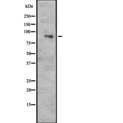 Invitrogen CUL5 Polyclonal Antibody 100 &mu;L; Unconjugated:Antibodies,