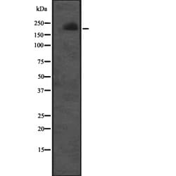 Cullin 7 Polyclonal Antibody:Antibodies, Polyclonal