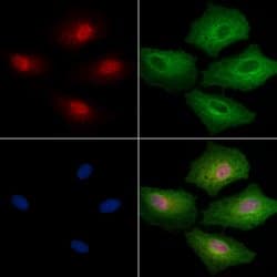 Invitrogen EHMT1 Polyclonal Antibody 100 &mu;L; Unconjugated:Antikroppar