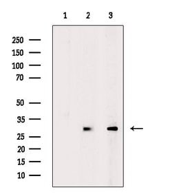 Invitrogen GPR146 Polyclonal Antibody 100 &mu;L; Unconjugated:Antibodies,
