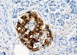 Invitrogen GPR162 Polyclonal Antibody 100 &mu;L; Unconjugated:Antibodies,