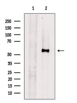 Invitrogen GPR162 Polyclonal Antibody 100 &mu;L; Unconjugated:Antibodies,