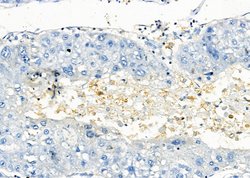 Invitrogen GPR81 Polyclonal Antibody 100 &mu;L; Unconjugated:Antibodies,
