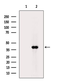 Invitrogen GPR81 Polyclonal Antibody 100 &mu;L; Unconjugated:Antibodies,