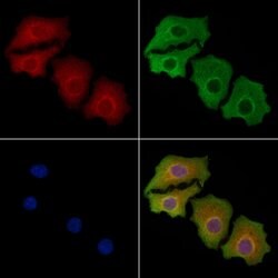 Invitrogen GPR83 Polyclonal Antibody 100 &mu;L; Unconjugated:Antibodies,