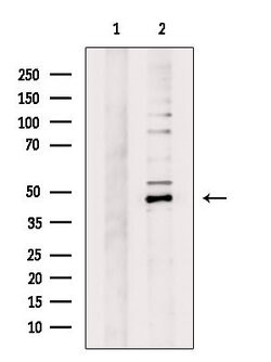 Invitrogen GPR83 Polyclonal Antibody 100 &mu;L; Unconjugated:Antibodies,