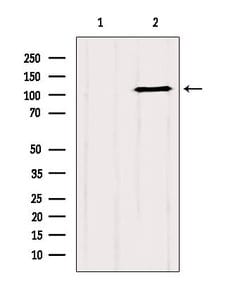 GRIP1 Polyclonal Antibody:Antibodies, Polyclonal