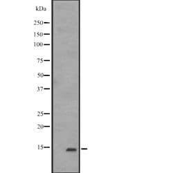 Invitrogen IFITM1 Polyclonal Antibody 100 &mu;L; Unconjugated:Antibodies,