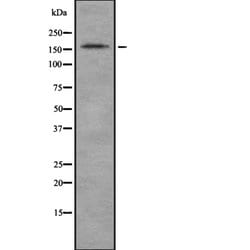 Invitrogen Laminin-213 Polyclonal Antibody 100 &mu;L; Unconjugated:Antibodies,