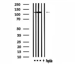 Invitrogen MSH3 Polyclonal Antibody 100 &mu;L; Unconjugated:Antibodies,