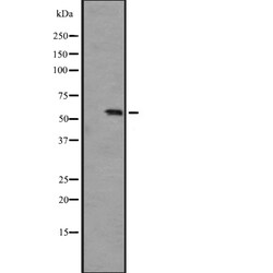 Invitrogen PCTAIRE3 Polyclonal Antibody 100 &mu;L; Unconjugated:Antibodies,