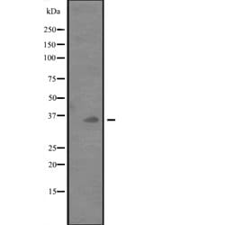 Invitrogen CD273 (B7-DC) Polyclonal Antibody 100 &mu;L; Unconjugated:Antibodies,