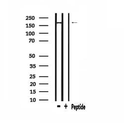 Invitrogen PIK3C2A Polyclonal Antibody 100 &mu;L; Unconjugated:Antibodies,