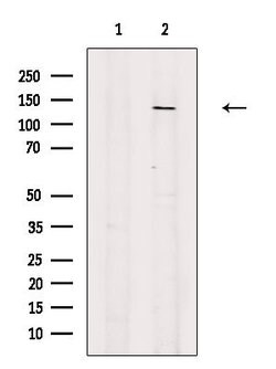 Invitrogen PIK3CD Polyclonal Antibody 100 &mu;L; Unconjugated:Antibodies,