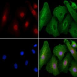 Invitrogen AMPK alpha-2 Polyclonal Antibody 100 &mu;L; Unconjugated:Antibodies,