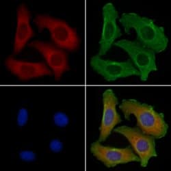 Invitrogen PKC eta Polyclonal Antibody 100 &mu;L; Unconjugated:Antibodies,