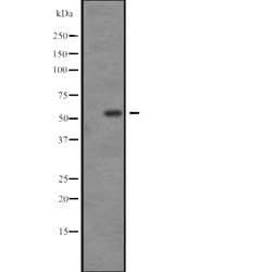Invitrogen SGK3 Polyclonal Antibody 100 &mu;L; Unconjugated:Antibodies,