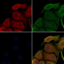 Invitrogen TAB2 Polyclonal Antibody 100 &mu;L; Unconjugated:Antibodies,