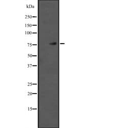 Invitrogen TAB2 Polyclonal Antibody 100 &mu;L; Unconjugated:Antibodies,
