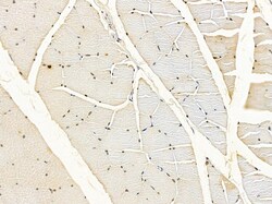 Invitrogen TAF7 Polyclonal Antibody 100 &mu;L | Buy Online | Invitrogen&trade; | Fisher Scientific