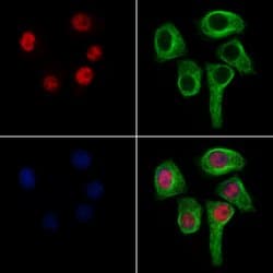 Invitrogen UBC3B Polyclonal Antibody 100 &mu;L; Unconjugated:Antibodies,