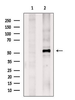 Invitrogen TAZ Polyclonal Antibody 100 &mu;L; Unconjugated:Antibodies,