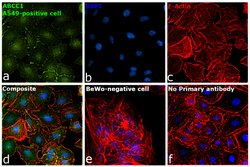 Invitrogen MRP1 Polyclonal Antibody 100 μL; Unconjugated:Antibodies,