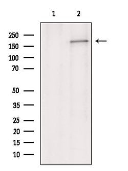 Invitrogen MRP1 Polyclonal Antibody 100 μL; Unconjugated:Antibodies,