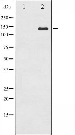Invitrogen ABL1/ABL2 Polyclonal Antibody 100 &mu;L; Unconjugated:Antibodies,