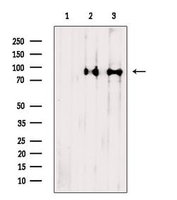 Invitrogen ACAP2 Polyclonal Antibody 100 &mu;L; Unconjugated:Antibodies,
