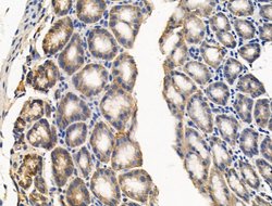 Invitrogen ASM Polyclonal Antibody 100 &mu;L; Unconjugated:Antibodies,