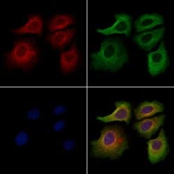 Invitrogen ACTR1A Polyclonal Antibody 100 &mu;L; Unconjugated:Antibodies,