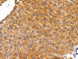 Invitrogen ACTR1A Polyclonal Antibody 100 &mu;L; Unconjugated:Antibodies,
