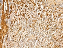 Invitrogen ACTR1A Polyclonal Antibody 100 &mu;L; Unconjugated:Antibodies,