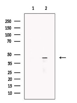 Invitrogen ACTR1A Polyclonal Antibody 100 &mu;L; Unconjugated:Antibodies,