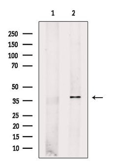 Invitrogen ACTR1A Polyclonal Antibody 100 &mu;L; Unconjugated:Antibodies,