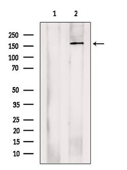 Invitrogen ADCY10 Polyclonal Antibody 100 μL; Unconjugated:Antibodies,