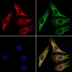 Invitrogen alpha-2c Adrenergic Receptor Polyclonal Antibody 100 &mu;L;
