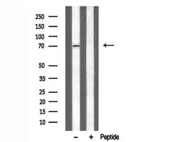 Invitrogen alpha-2c Adrenergic Receptor Polyclonal Antibody 100 &mu;L;