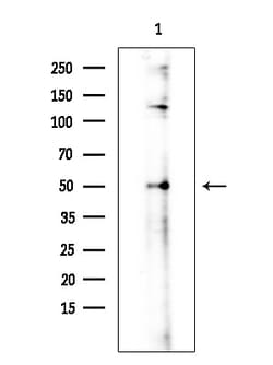 Invitrogen Apelin receptor Polyclonal Antibody 100 &mu;L; Unconjugated:Antibodies,