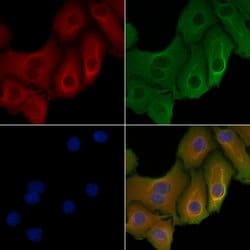 Invitrogen AHA1 Polyclonal Antibody 100 &mu;L; Unconjugated:Antibodies,