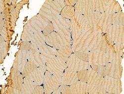 Invitrogen Aldolase Polyclonal Antibody 100 &mu;L; Unconjugated:Antibodies,