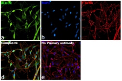 Invitrogen Aldolase C Polyclonal Antibody 100 μL; Unconjugated:Antibodies,
