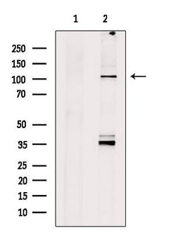Invitrogen Spectrin alpha-1 Polyclonal Antibody 100 &mu;L; Unconjugated:Antibodies,